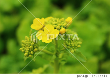 菜の花 14253314