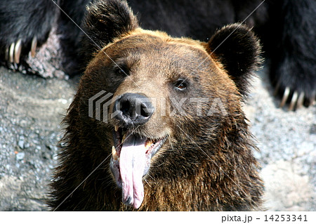 あっかんべー クマ あっかんべー クマ 14253341