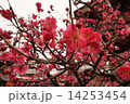 梅の季節 14253454