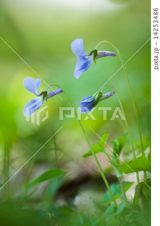 スミレ スミレ 14253486