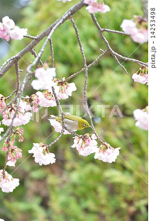 メジロと桜 14253498