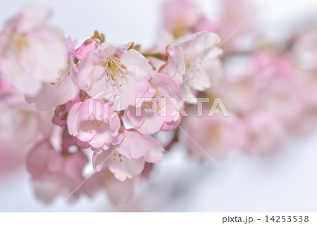 ジョウコウジザクラ ジョウコウジザクラ 14253538