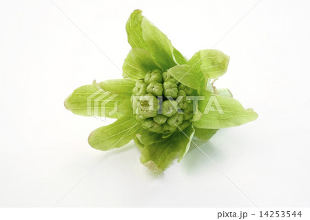 フキノトウ　蕗  14253544
