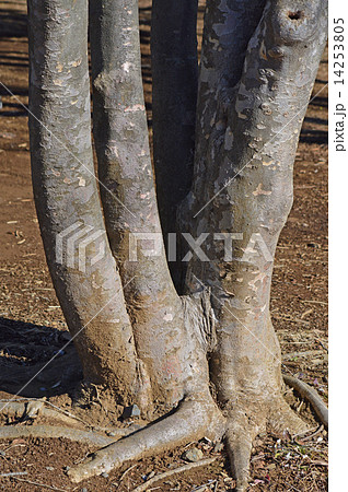 ヤマボウシ（山法師） 14253805