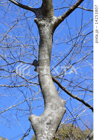 ヤマボウシ（山法師） 14253807