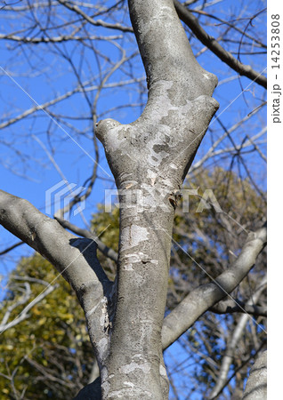 ヤマボウシ（山法師） 14253808