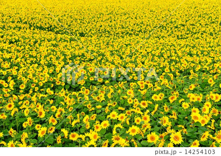 北海道のヒマワリ畑 14254103