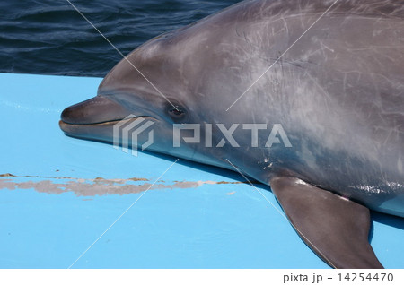癒しイルカ（healing dolphin) 14254470