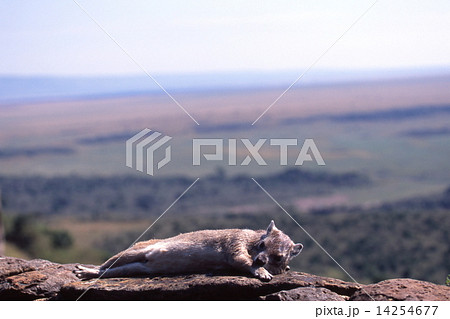 ロックハイラックス 14254677