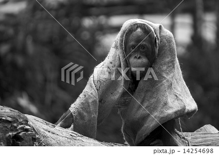 Animal BW Series - Funny Monkey Animal BW Series - Funny Monkey 14254698