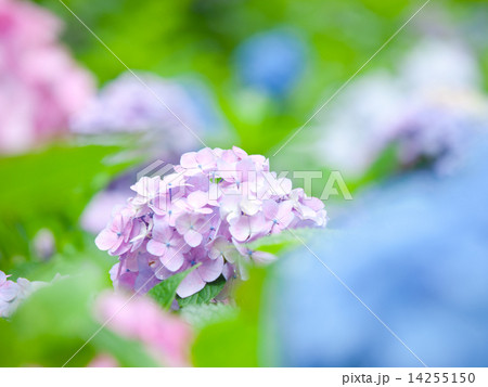 紫陽花 14255150