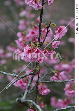 桜 桜 14255166