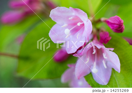 谷空木の花のアップ 14255269