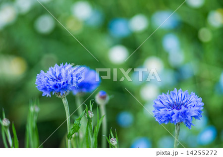 矢車草 14255272