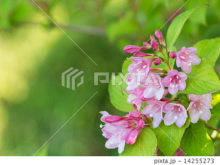 谷空木の花 14255273