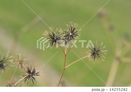 ひっつき虫 ひっつき虫 14255282
