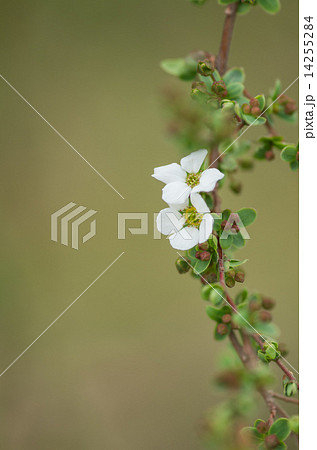 咲き始めの雪柳 咲き始めの雪柳 14255284