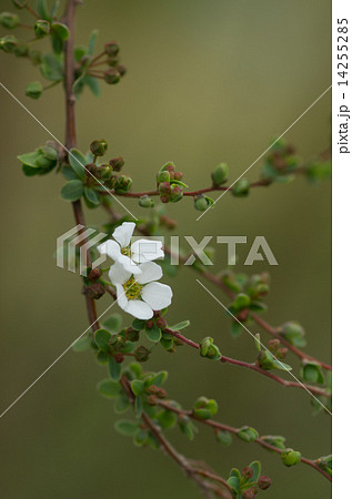 咲き始めの雪柳 咲き始めの雪柳 14255285