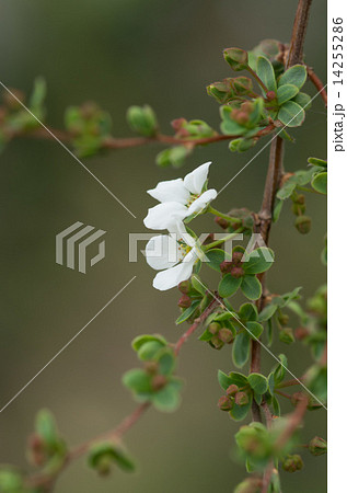 咲き始めの雪柳 14255286