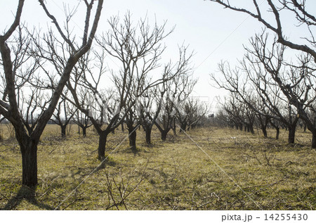 Cropping trees in early spring Cropping trees in early spring 14255430