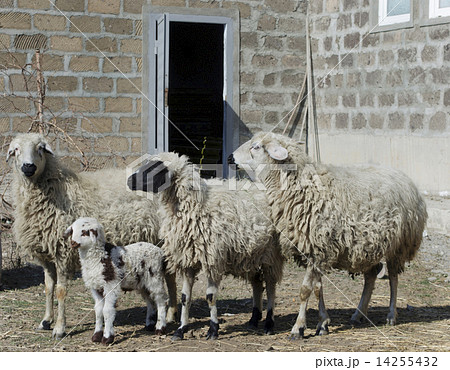 Group of sheep with a newborn lamb 14255432