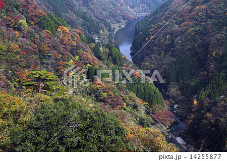 11月秋 紅葉の蘇陽峡の写真素材