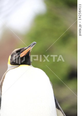 ペンギン ペンギン 14256411