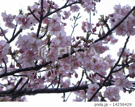 JR稲毛海岸駅前のカワヅザクラの桃色花 14256429