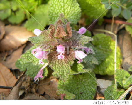 春の初めに咲き始める紫の小さい花はヒメオドリコソウ 春の初めに咲き始める紫の小さい花はヒメオドリコソウ 14256430