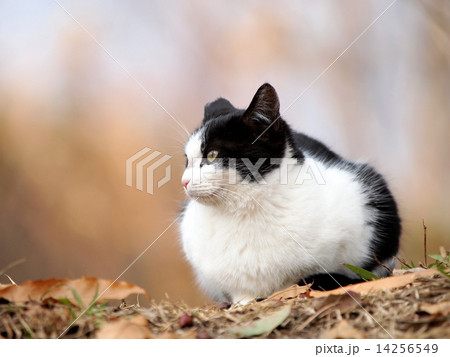 子猫 14256549