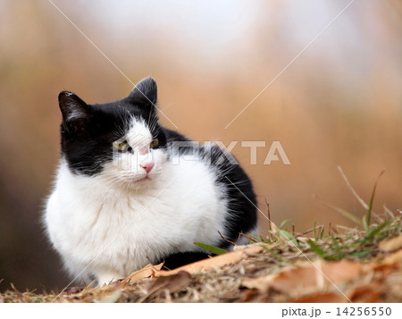 子猫 14256550