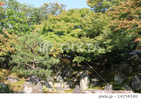 圓徳院 14256590
