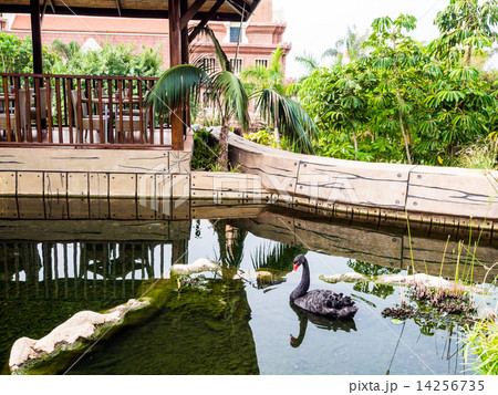 Black swan in a pond 14256735