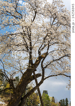 山桜 山桜 14256945