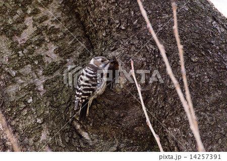 コゲラ コゲラ 14257391