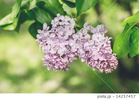 Flowers of blossom tree 14257457