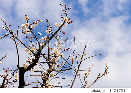 梅の枝ぶり 梅の枝ぶり 14257514