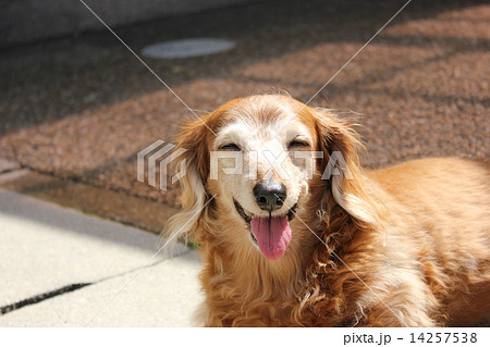 老犬の笑顔 老犬の笑顔 14257538