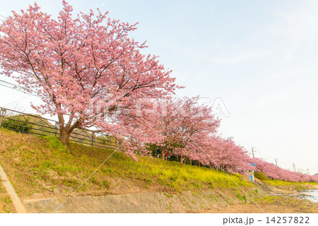 河津桜　並木道　風景 14257822