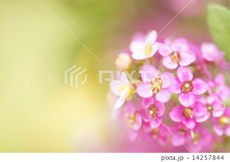 アリッサムのピンくのボールとふわふわクリーム横 14257844