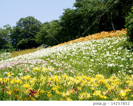斜面に群生し咲き乱れるユリの風景（可睡ゆりの園） 14257852