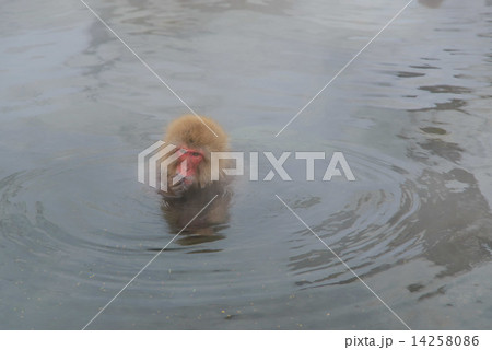 地獄谷温泉の猿 地獄谷温泉の猿 14258086