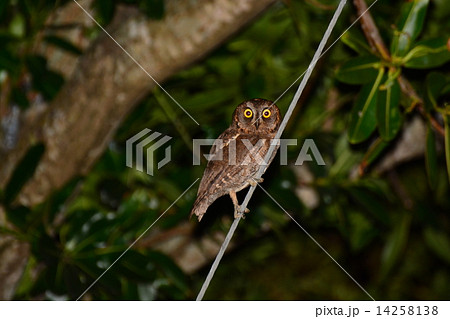 セレベスコノハズク 14258138