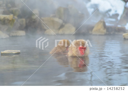 地獄谷温泉の猿 14258252