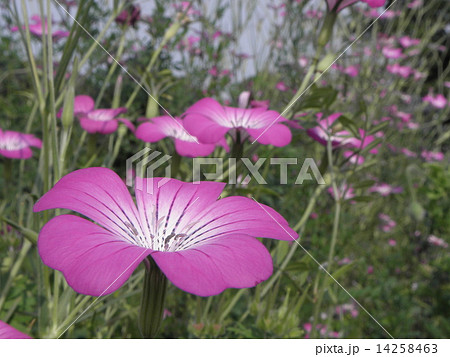 ムギセンノウ 14258463