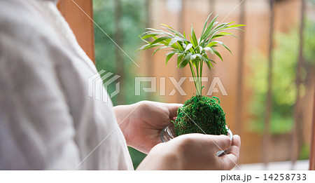 苔玉 苔玉 14258733