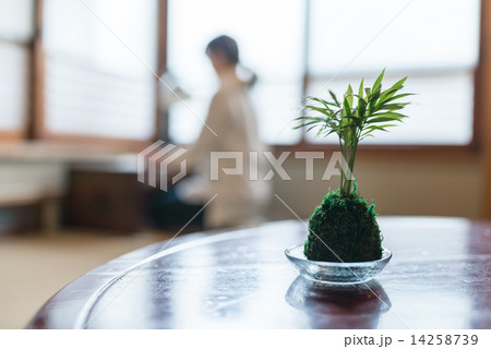 苔玉 苔玉 14258739