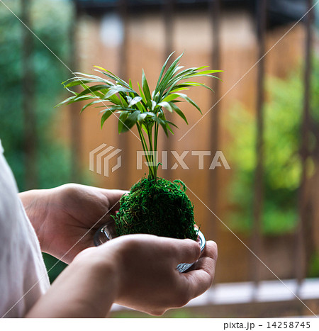 苔玉 苔玉 14258745