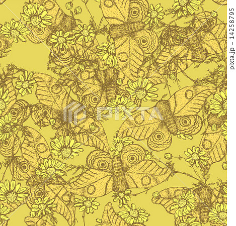 Sketch moth and daisy in vintage style Sketch moth and daisy in vintage style 14258795