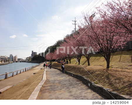 蜂須賀桜 蜂須賀桜 14259004